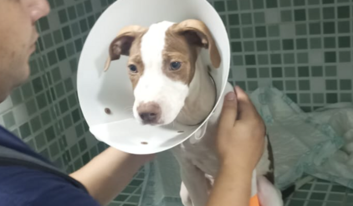 Ajuda veterinária Akila