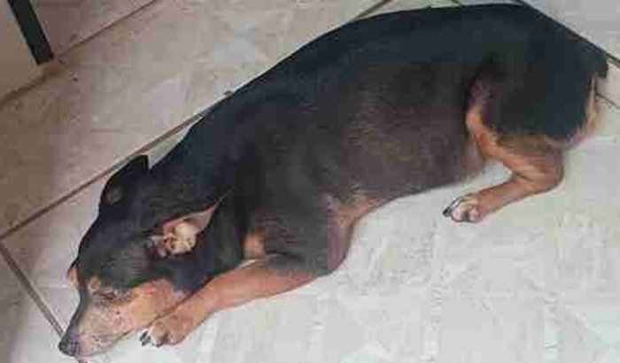 Ajude a Emilly e curar uma anemia muito grave 