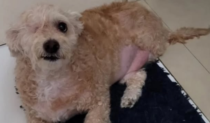 Ajuda para a ração do Chimbinha