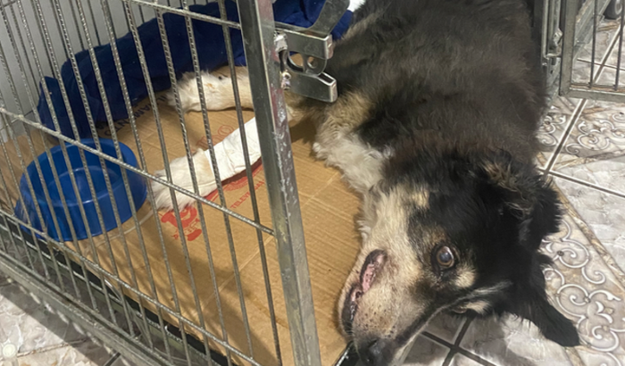 Ajuda na cirurgia e tratamento da Hana 