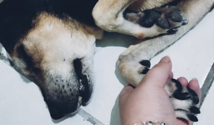 Ajudem no tratamento de CA da Chica.