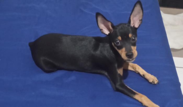 Cirúrgia da minha cadelinha que foi atropelada.