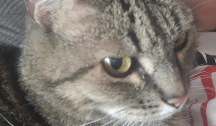 Tratamento da Vênus