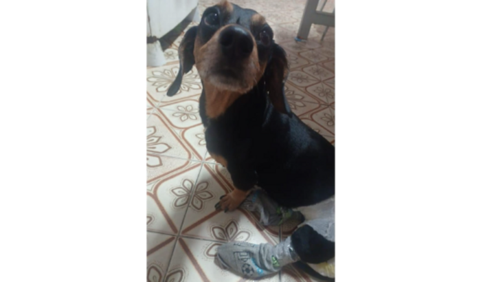 Ajude o Thor a Voltar a Andar! 🐾❤️