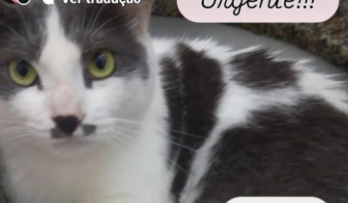 Ajude Meu Fluffy to desesperada !!!