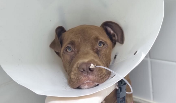 Salve a Pandora ❤️‍🩹