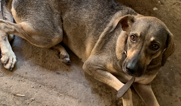 ajuda com o tratamento de frida