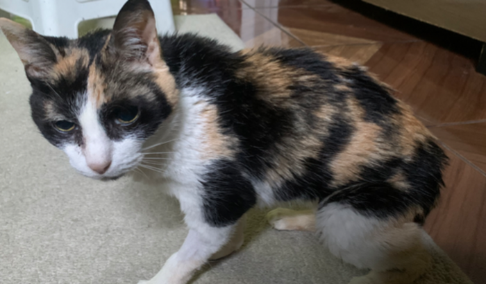 Milli precisa descansar !