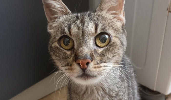 Ajude o Ricota positivo FeLV