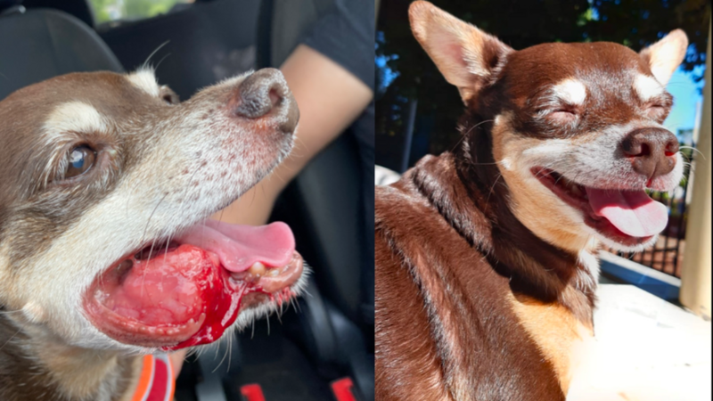 Ajude o Mat a retirar seu carcinoma 