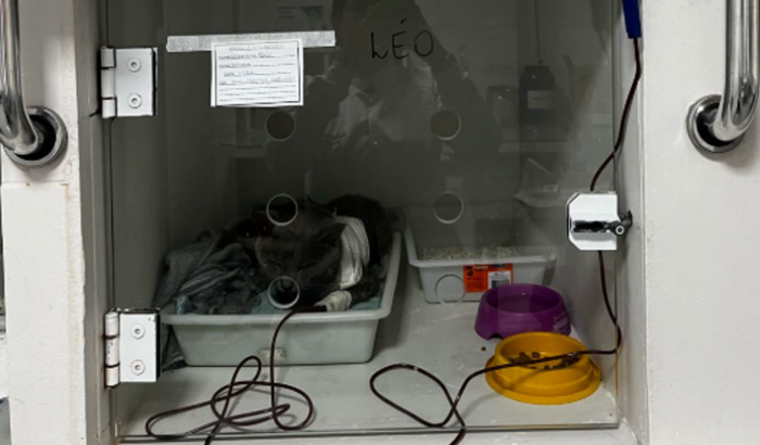 Ajuda ao meu gatinho Léo