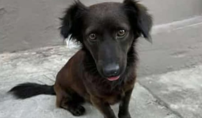 Ajude o mochilinha/ Raposinho no seu novo lar