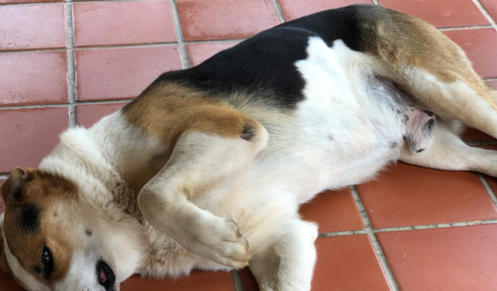 Ajuda ao cachorrão - alimento, ração e consultas no veterinário