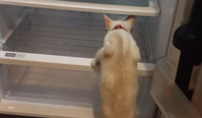 Ajuda para a Letícia comprar comida