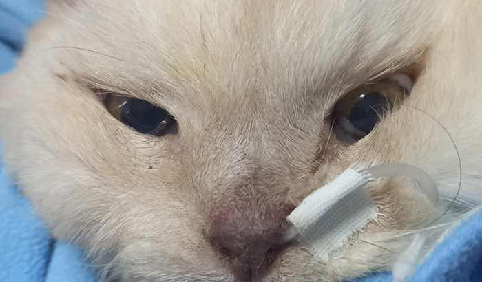 Ajuda nas despesas hospitalares do gatinho Boris 🐱💙🙏