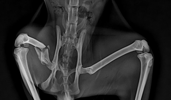 Custear cirurgia gato de rua fraturou o fêmur 