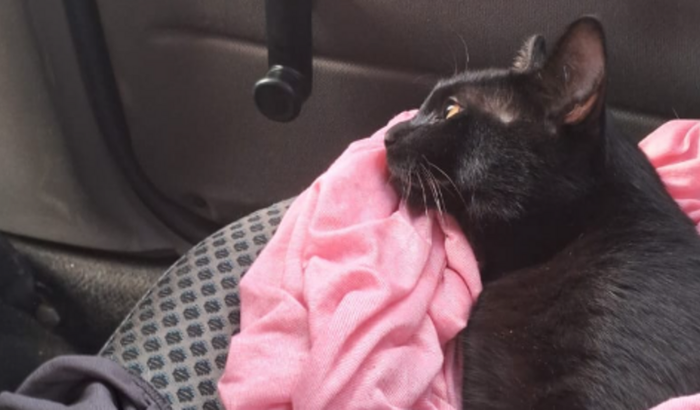 Ajude o Gatinho Atropelado a Ter Uma Nova Chance!