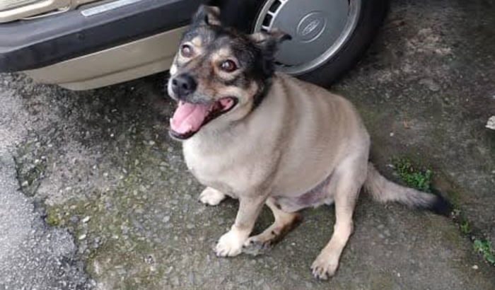 Costelinha, o Doguinho do Lava-rápido, precisa de sua ajuda!