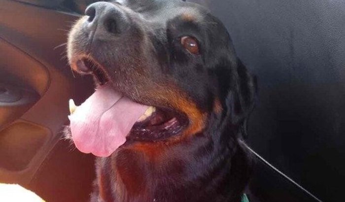 Salve a vida da Linda!