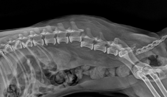 Ajuda com a cirurgia da nossa cachorrinha 