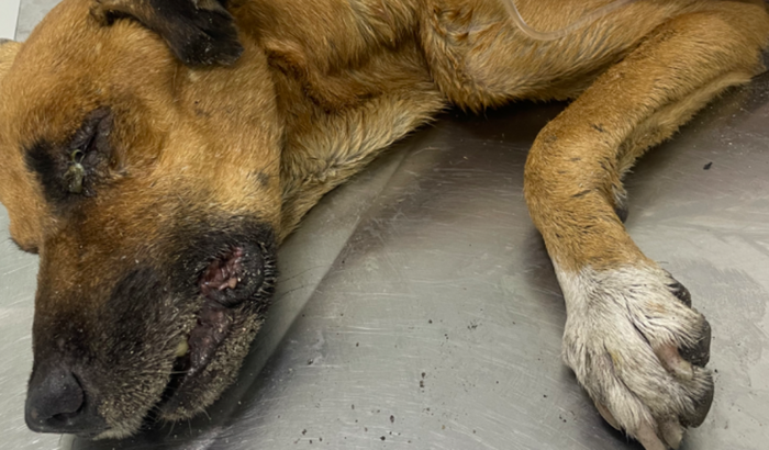 Ajude a salvar  a vida  do Bob