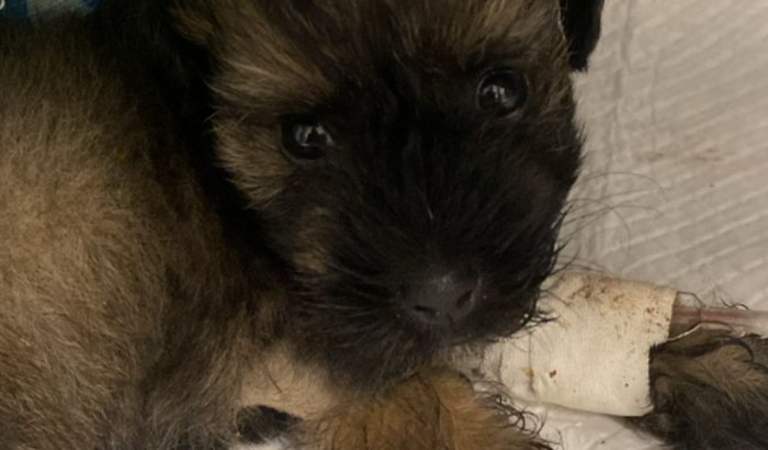 Ajude no tratamento contra a Parvovirose do Thor