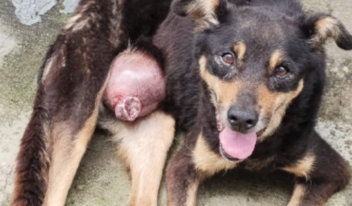 Tratamento da cadela NICOLE