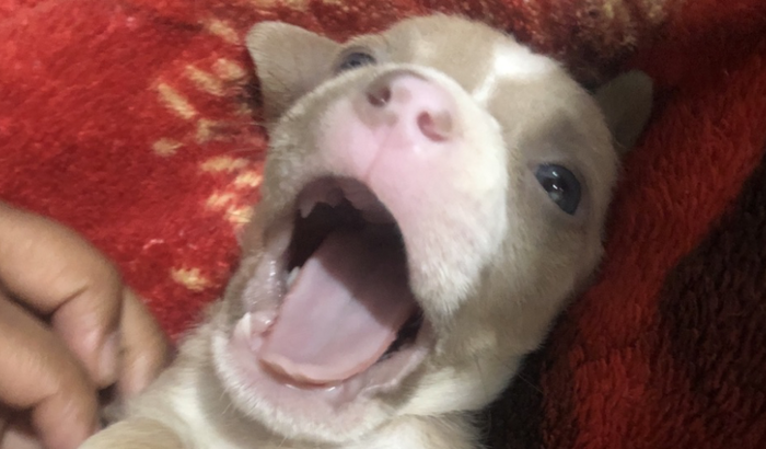 Ajude Otis a ter uma vida longa e feliz 