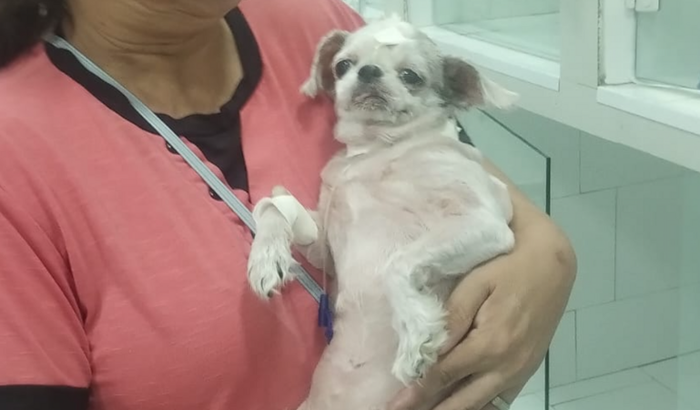 Ajude a Salvar a Jully 