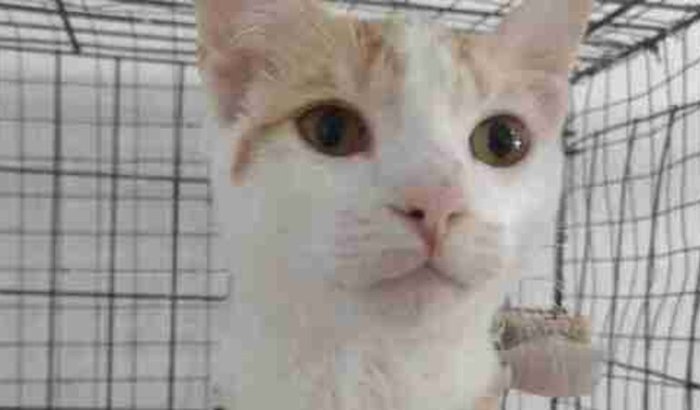 Ajude o Caio 💙🐱