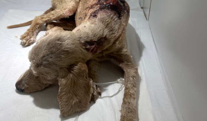 Vaquinha pra ajudar a Maya