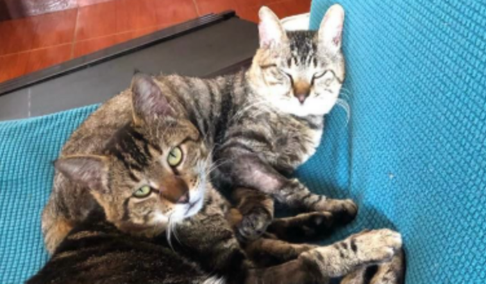 Ajude a custear tratamento veterinário de gatos em lar temporário