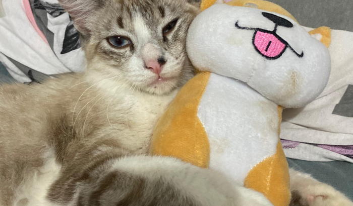 Ajude na cirurgia do rocket