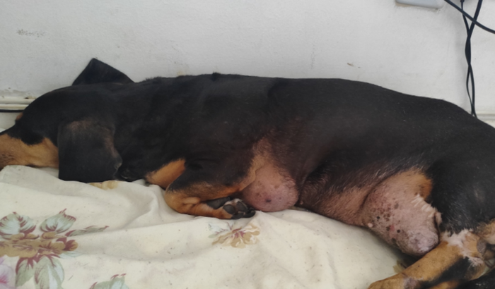 Ajude Pucca a fazer a cirurgia