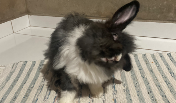 Ajude o Nino em seu tratamento