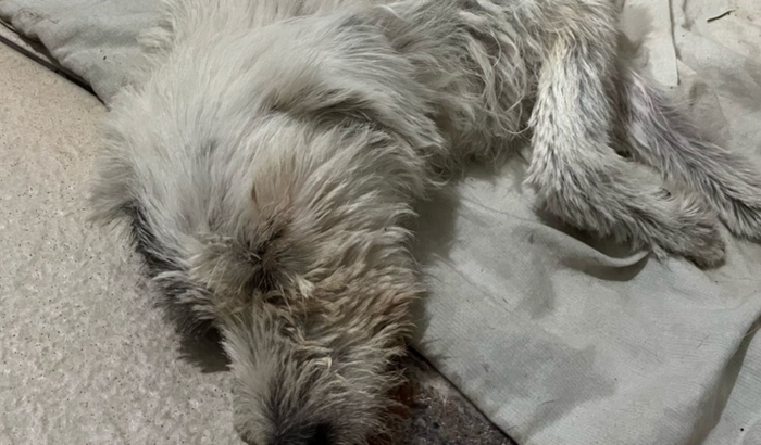 Ajude um anjinho de quatro patas