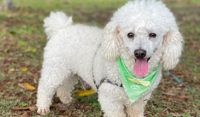 Vamos ajudar o Véio 🙏🏼❤️🐶