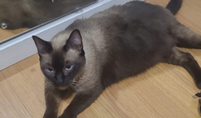 Ajudem a Torresminho