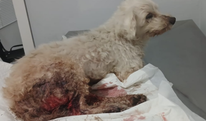 Ajudar amiguinho de rua está com as tripas pra fora