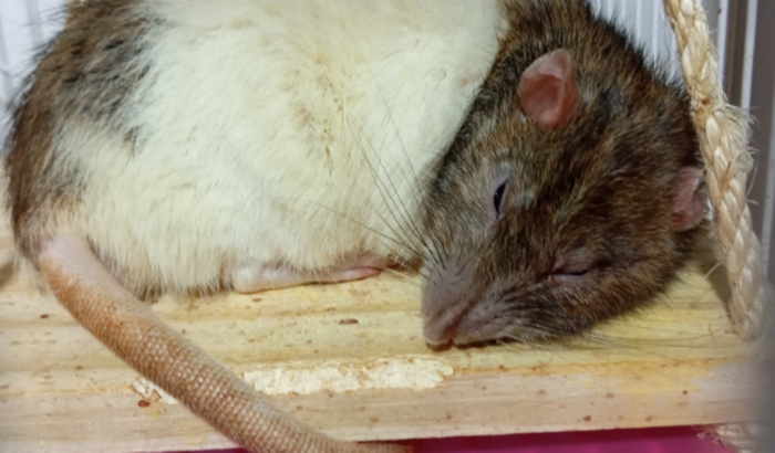 ajude o torresmo a retirar 2 tumores!