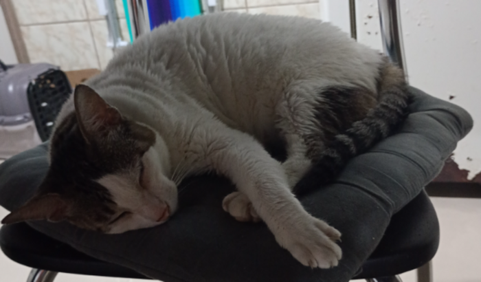 Gatinha Lady precisa de transfusão de sangue!