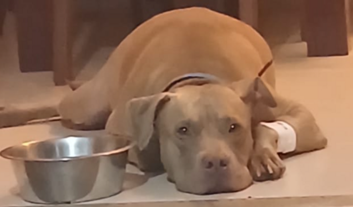 Ajude a Salvar nosso Pitbull, Apolo