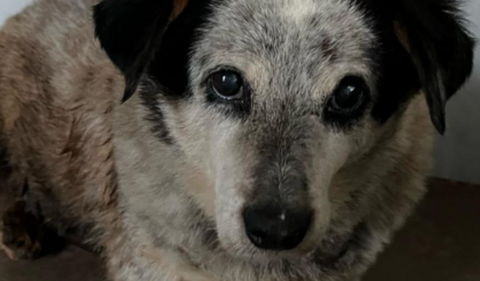 Vaquinha em Prol do Nego