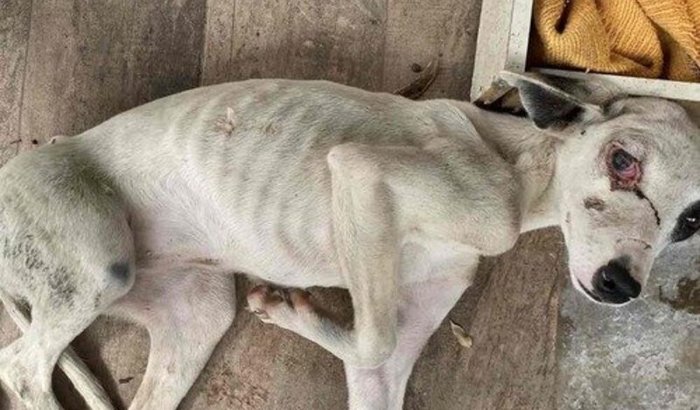 Ajuda para cirurgia do fêmur da princesa