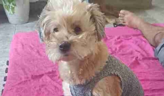 Quimioterapia Mel 🐶