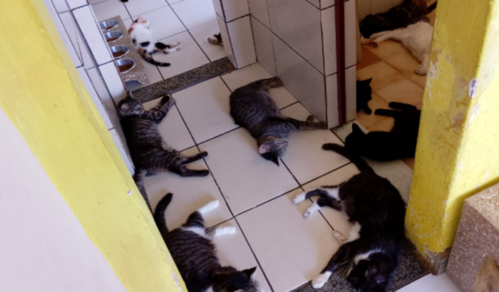 Ajuda pra comprar um ar condicionado pros Angel Gatinhos