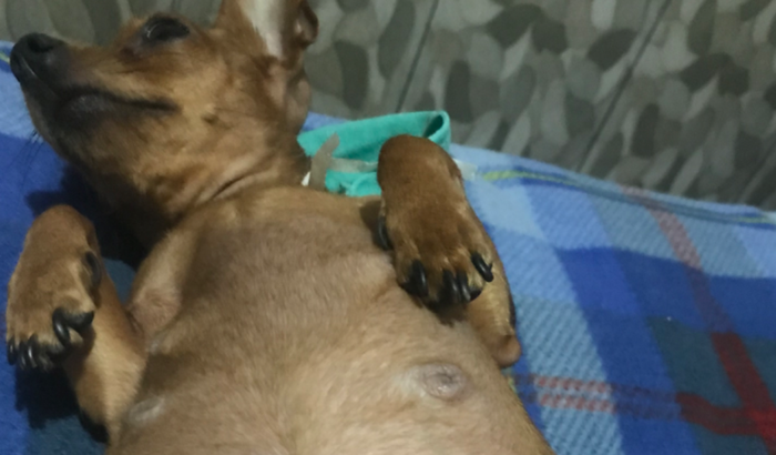 Ajude a Iracema ela teve que passar por uma cirurgia de urgência pra remover filhotes morto na barriga