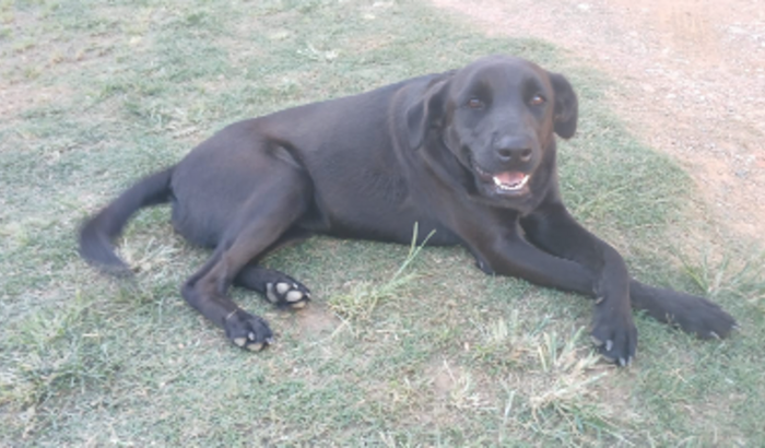 Ajude a Akira a voltar a correr sem dor!
