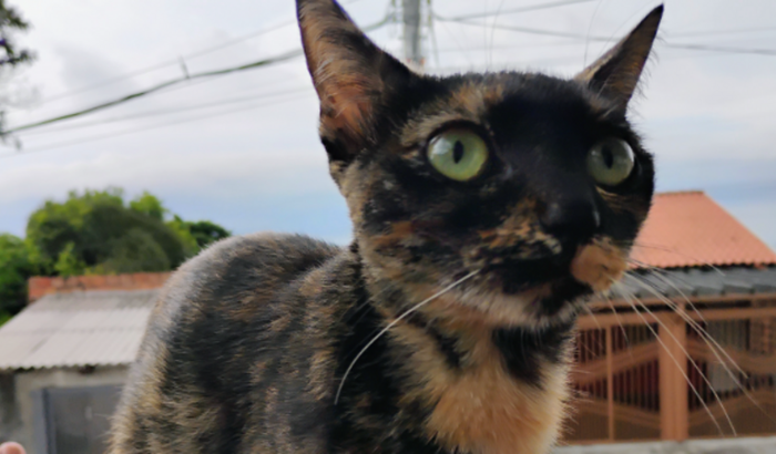 Ajude na cirurgia da nenê 