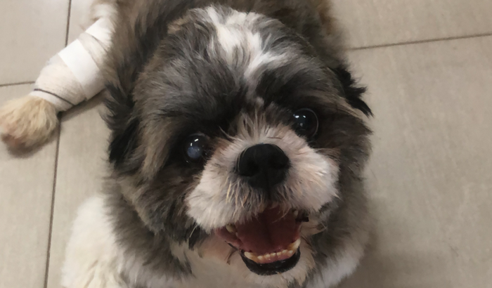 Ajude o chokito voltar a andar 🐶🙏🏽